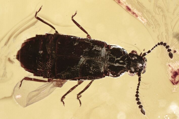 Detailed Fossil Rove Beetle (Omaliinae) in Baltic Amber - Rare! #310868